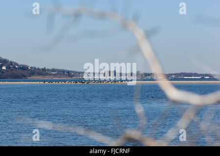 Un troupeau de phoques communs repose sur un banc de sable au large de Sandy Hook, New Jersey. Banque D'Images