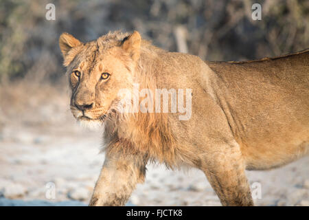 Un jeune homme lion chasse dans le Parc National d'Etosha. Banque D'Images