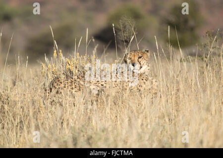 Cheetah dans la longue herbe Banque D'Images