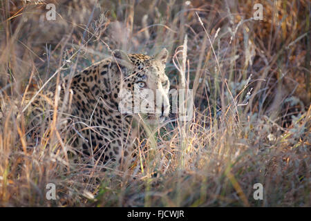 Un léopard chasse dans la brousse Banque D'Images