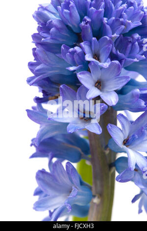 Ouvert simple fleur jacinthe bleu isolé sur fond blanc Banque D'Images