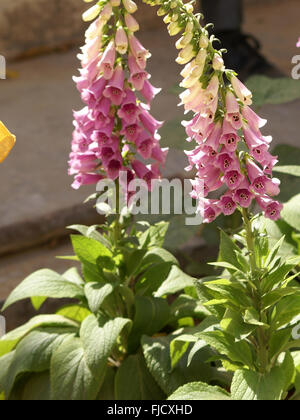 La digitale pourpre, Digitalis purpurea, plante herbacée à fleurs tachées de pourpre, ornementales et médicinales, la digoxine medicine Banque D'Images