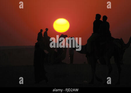 foire de pushkar, hommes avec coucher de soleil à dos de chameau, rajasthan, inde, asie Banque D'Images