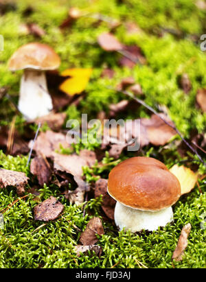 Bolets champignons bun penny du SCEP en forêt Banque D'Images