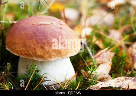 Gros cèpes savoureux champignons bun penny du SCEP en forêt Banque D'Images