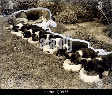 1968 - Une grande famille avec beaucoup de bouches à nourrir : quatre ans - chien courant de Basset, ''Soberside Sappho''. Est le prou mères de neuf beaux chiots, mais il devient une énorme responsabilité pour le propriétaire, femme de maison Mme Daphne Brooks, de The Grove, Hounslow, avec cinq repas par jour, et un délicieux menu de Ostermilk Farlene et le meilleur steak haché scotch, Mme Brooks a un emploi à temps plein avec la nouvelle famille les chiots sont nés il y a cinq semaines et restera avec Mme Brooks il y a encore cinq semaines et restera avec Mme Brooks pendant encore cinq semaines avant d'être vendue. Les cinq chiens à 25 Banque D'Images