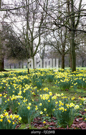 Abington Park. Northampton, Royaume-Uni 2 mars 2016. Météo au Royaume-Uni. Printemps Jonquilles en pleine floraison dans le domaine de l'espoir Marie Curie, la météo. Une sourde pour la journée, avant les fortes pluies s'installe. Credit : Keith J Smith./Alamy Live News Banque D'Images