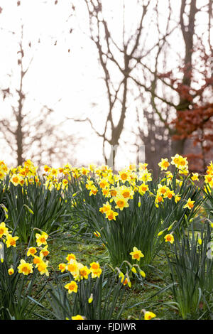 Abington Park. Northampton, Royaume-Uni 2 mars 2016. Météo au Royaume-Uni. Printemps Jonquilles en pleine floraison dans le domaine de l'espoir Marie Curie, la météo. Une sourde pour la journée, avant les fortes pluies s'installe. Credit : Keith J Smith./Alamy Live News Banque D'Images