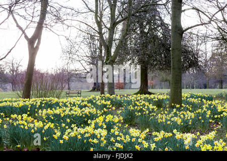 Abington Park. Northampton, Royaume-Uni 2 mars 2016. Météo au Royaume-Uni. Printemps Jonquilles en pleine floraison dans le domaine de l'espoir Marie Curie, la météo. Une sourde pour la journée, avant les fortes pluies s'installe. Credit : Keith J Smith./Alamy Live News Banque D'Images