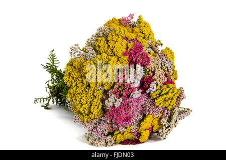 Magnifique bouquet de fleurs d'achillée, isolé sur fond blanc Banque D'Images