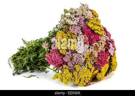 Magnifique bouquet de fleurs d'achillée, isolé sur fond blanc Banque D'Images