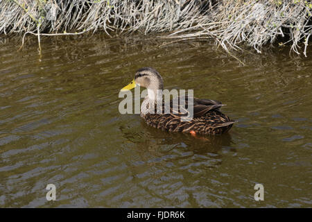 Canard tacheté adultes natation Banque D'Images