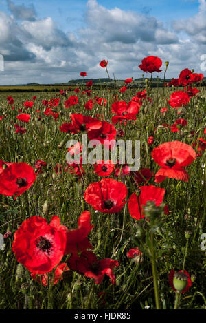 Coquelicots rouges sauvages Banque D'Images