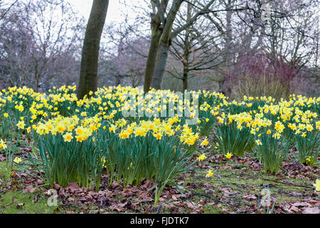 Abington Park. Northampton, Royaume-Uni 2 mars 2016. Météo au Royaume-Uni. Printemps Jonquilles en pleine floraison dans le domaine de l'espoir Marie Curie, la météo. Une sourde pour la journée, avant les fortes pluies s'installe. Credit : Keith J Smith./Alamy Live News Banque D'Images