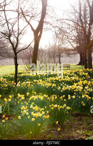 Abington Park. Northampton, Royaume-Uni 2 mars 2016. Météo au Royaume-Uni. Printemps Jonquilles en pleine floraison dans le domaine de l'espoir Marie Curie, la météo. Une sourde pour la journée, avant les fortes pluies s'installe. Credit : Keith J Smith./Alamy Live News Banque D'Images