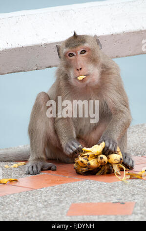 Monkey eating banana Banque D'Images