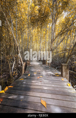 L'automne,la forêt de mangrove et pont de bois Banque D'Images
