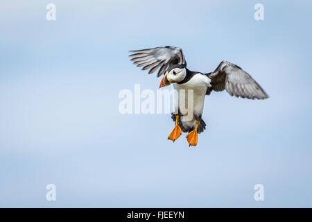 Macareux moine (Fratercula arctica) arrivant sur la terre avec des ailes déployées Banque D'Images