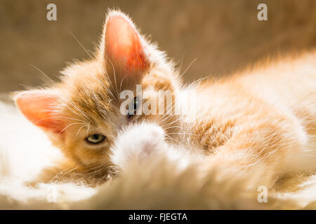 Cute kitten lave la patte dans la lumière du soleil Banque D'Images