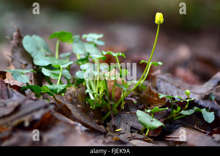 Lesser celandine (Ranunculus ficaria). Scieries de faible plante en famille (Ranunculaceae), avec bud prêt à ouvrir Banque D'Images