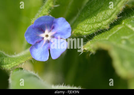 Orcanette vert (Pentaglottis sempervirens). Close up of blue fleur sur une plante velue grossièrement dans la famille Boraginaceae Banque D'Images