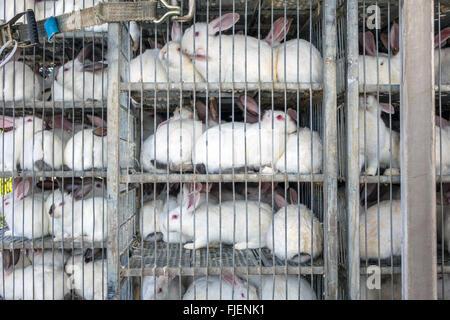 Grand nombre de lapins blancs d'élevage dans des cages pour le transport Banque D'Images