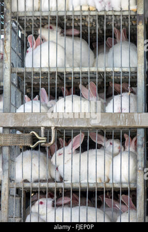 Grand nombre de lapins blancs d'élevage dans des cages pour le transport Banque D'Images