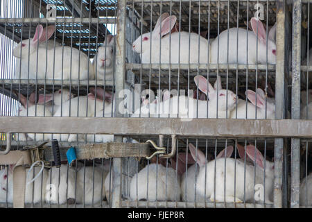 Grand nombre de lapins blancs d'élevage dans des cages pour le transport Banque D'Images
