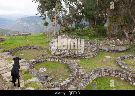 Chien errant à admirer la vue à partir de l'ancienne citadelle de Kuelap, dans le nord du Pérou. Banque D'Images