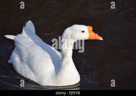 White goose chinois. Banque D'Images