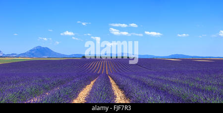 Dans les champs en fleurs fleurs de lavande interminables rangées et d'arbres sur l'arrière-plan. Paysage de plateau de Valensole, Provence, France, Europ Banque D'Images