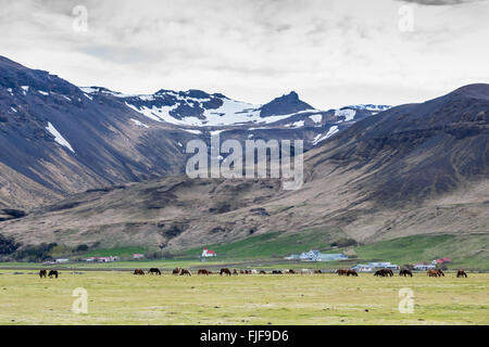 Chevaux islandais, Equus ferus caballus, dans le champ en Islande avec des montagnes enneigées Banque D'Images