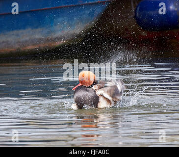 Nette rousse sur la Tamise. Hurst Park, West Molesey, Surrey, Angleterre. Banque D'Images