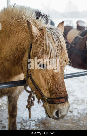 Chef d'un fjord horse avec manège et humide en hiver fourrure attachés à un bar Banque D'Images