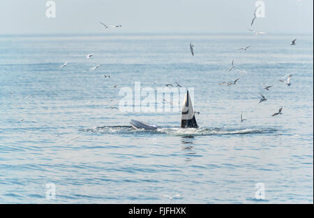 Rorqual de Bryde se nourrir dans le golfe de Thaïlande Banque D'Images