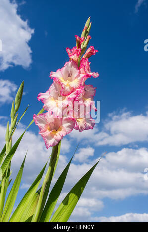 Glaïeul grandiflora 'Priscilla' against a blue sky Banque D'Images