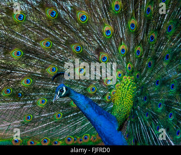 Profil de paon avec plumes attisé montrant les belles couleurs et motifs Banque D'Images