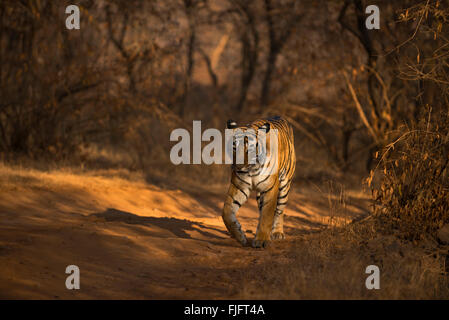 Tigre du Bengale sauvages (Panther tigris tigris) marcher sur la tête vers l'appareil photo sur une piste forestière dans les jungles de Ranthambhor à sec Banque D'Images