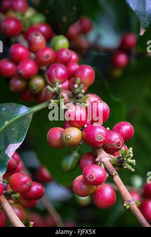 Les grains de café Arabica poussant sur le Plateau des Bolavens au Laos Banque D'Images