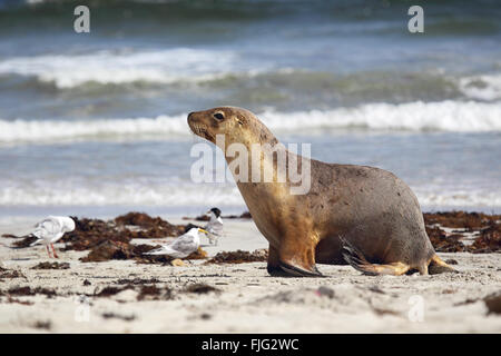 Lion de mer australien (Neophoca cinerea) sur la plage de Seal Bay, Kangaroo Island, Australie du Sud, Australie. Banque D'Images