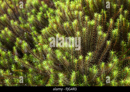 Mousse Polytric commun ou Grand Golden Maidenhair (Polytrichum commune), Réunion, Afrique du Sud Banque D'Images