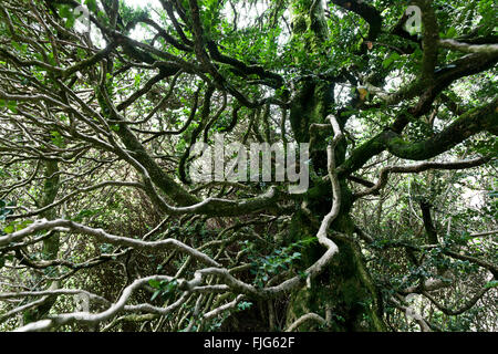 Branches d'un tentaculaire buis flétri (Buxus sempervirens), parc du château Schloss Bothmar, Malans, Canton des Grisons, Suisse Banque D'Images