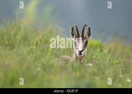 Chamois / chamois des Alpes / Gaemse ( Rupicapra rupicapra ) reposant sur la journée dans une prairie de montagne verte fraîche pour ruminer. Banque D'Images