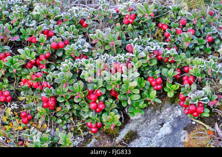 Airelle rouge, de l'airelle (Vaccinium vitis-idaea) avec de la gelée blanche, Kaiser-Franz-Josefs-Höhe, Parc National du Haut Tauern Banque D'Images