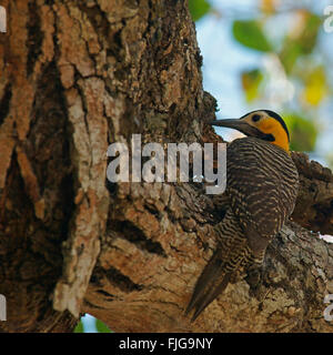 Campo Pic flamboyant (Colaptes campestris) perché sur un tronc d'arbre, Pantanal, Mato Grosso, Brésil Banque D'Images