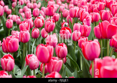 Champ de tulipes Banque D'Images