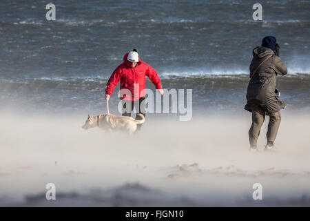 Les gens de marcher un chien sur une plage de vent de sable souffle, Whitley Bay, Tyne et Wear, Angleterre. UK, FR, DE L'Europe. Banque D'Images