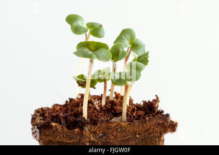 Les pousses de radis, Raphanus sativus, plants une semaine après avoir semé les graines dans le sol Banque D'Images