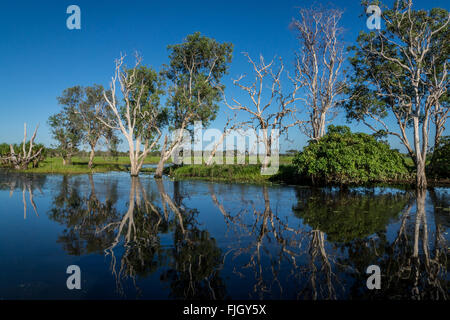 Réflexions matinales sur les eaux jaunes de Billabong dans les terres humides du parc national de Kakadu, territoire du Nord, Australie Banque D'Images