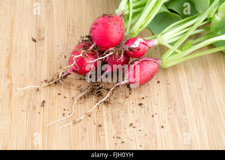 Des tas de radis, Raphanus sativus, sur plaque de bois prêt à manger ou ajouter dans les salades en bonne santé Banque D'Images